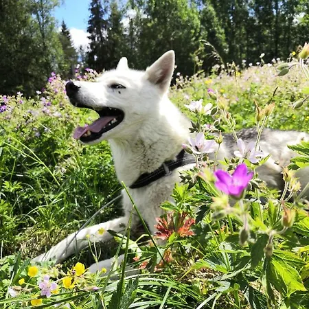 Vakantiehuis Toola-lodge Syöte