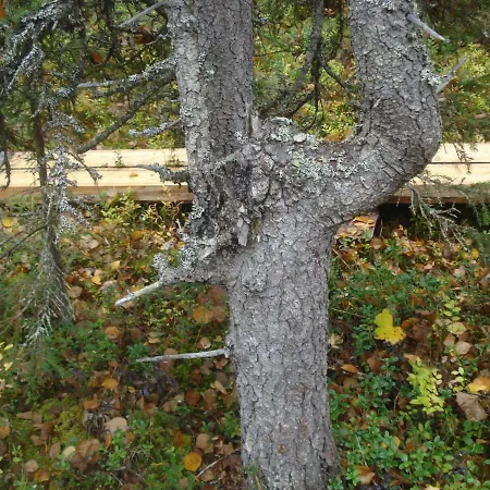 Toola-lodge Feriehus