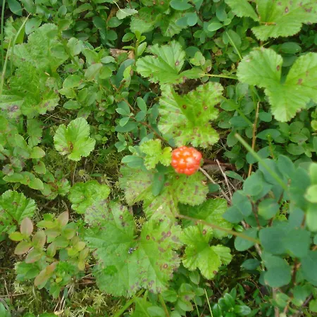 Vakantiehuis Toola-lodge