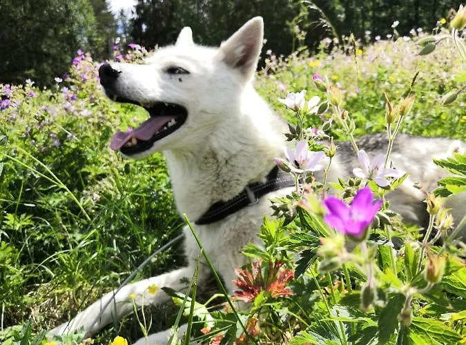 Tatil Evi Toola-lodge Syöte