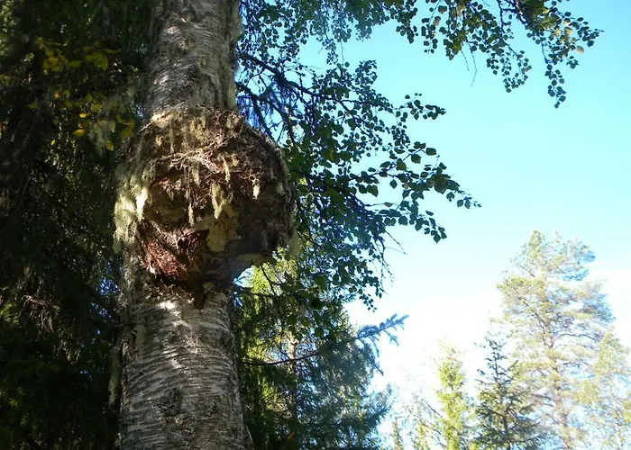 Toola-lodge Ferienhaus *