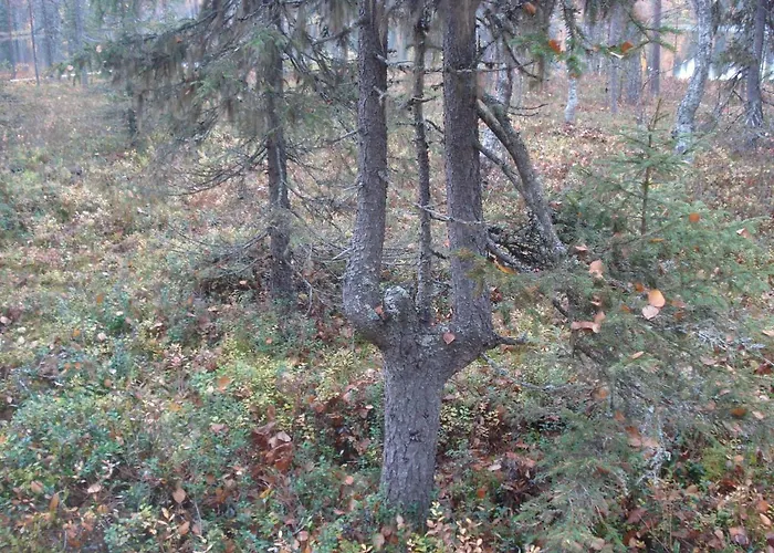 Toola-lodge Ferienhaus *