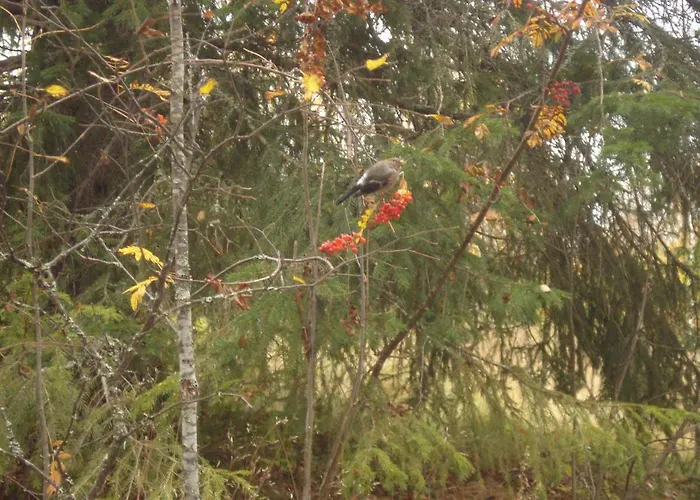 Toola-lodge Ferienhaus