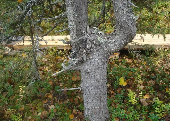 Toola-lodge Tatil Evi