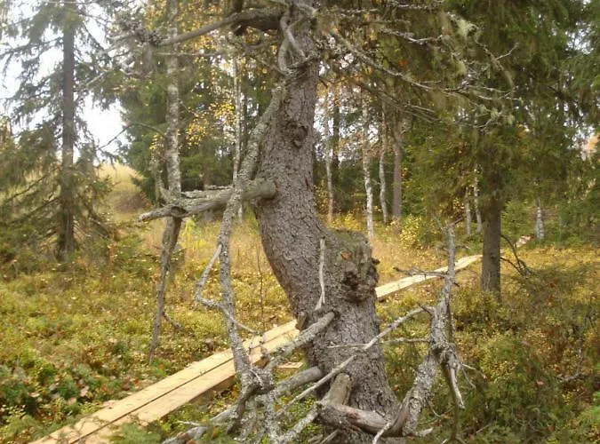 Toola-lodge Ferienhaus *