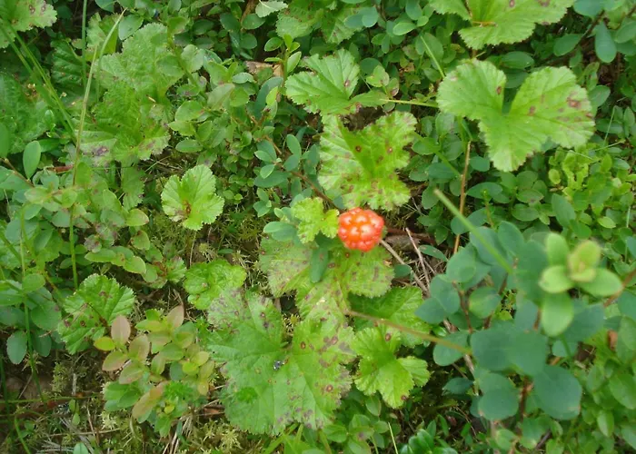 Tatil Evi Toola-lodge